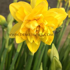 Narcissus Tete Boucle Double Z11/12 (x250)