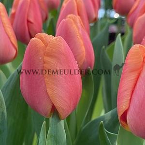 Tulipa Time Out 12/+ (x250)