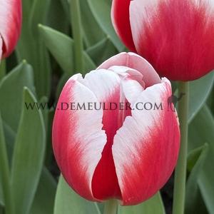Tulipa Timeless 12/+ (x250)