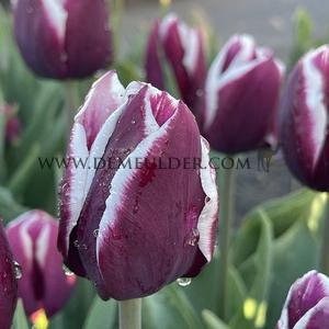 Tulipa Tiramisu  12/+ (x250)