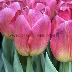 Tulipa Tom Pouce 12/+ (x250)