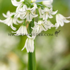 Allium Triquetrum 5/+ (x250)