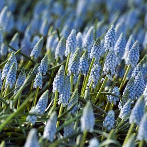 Muscari Valerie Finnis 7/8 (x250)
