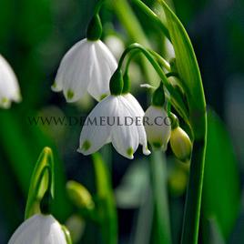Leucojum Vernum I (x250)