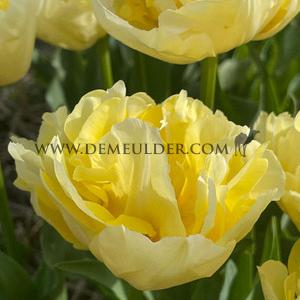 Tulipa Verona 12/+ (x250)