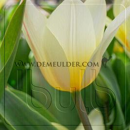 Tulipa White Fire 12/+ (x250)