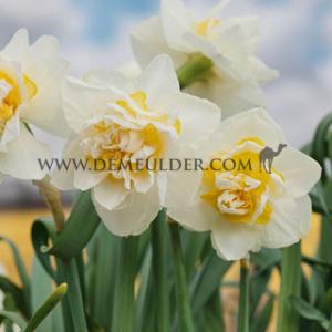 Narcissus White Lion Double 14/16 (x250)