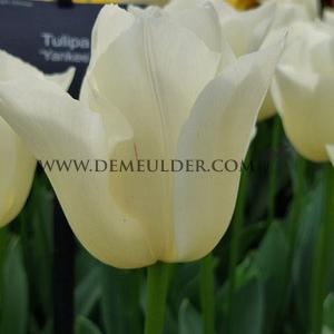 Tulipa Yankee 12/+ (x250)
