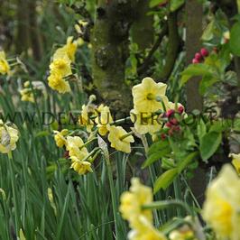 Narcissus Yellow Cheerfulness 14/16 (x250)