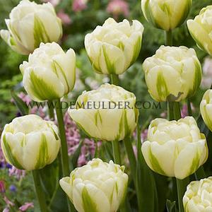 Tulipa Yukon 12/+ (x250)