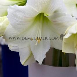 Amaryllis Denver Peru 30/32 (x10)