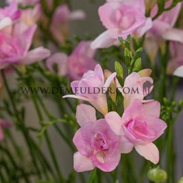 Freesia Double Pink 5/+ (x250)