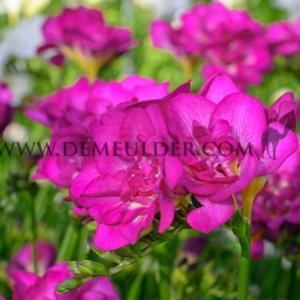 Freesia Double Purple 5/+ (x250)