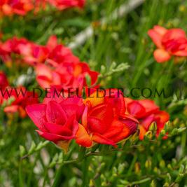 Freesia Double Red 5/+ (x250)