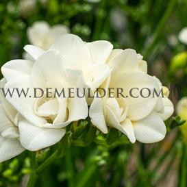 Freesia Double White 5/6 (x250)