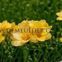 Freesia Double Yellow 5/+ (x250)