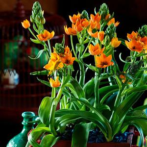 Ornithogalum Dubium Orange 6/+ (x250)