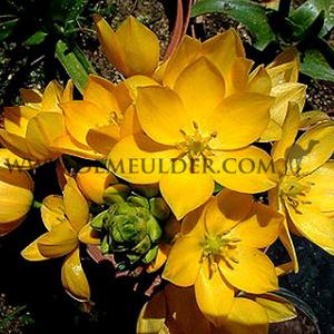 Ornithogalum Dubium Yellow 6/+ (x250)