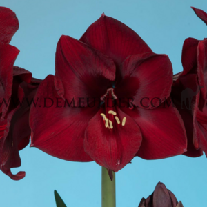 Amaryllis Mandela 30/32 Peru (x10)
