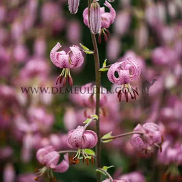 Lilium Martagon I (x 25)