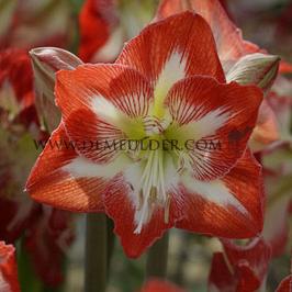Amaryllis Minerva Peru 30/32 (x10)