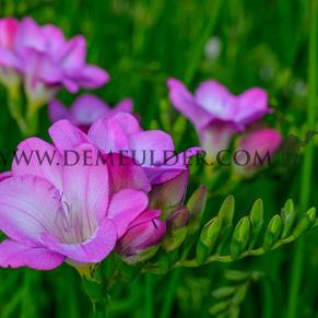 Freesia Single Purple 5/6 (x250)