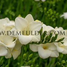 Freesia Single White 5/+ (x250)