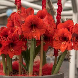 Amaryllis Orange Souvereign 30/32 Peru (x10)