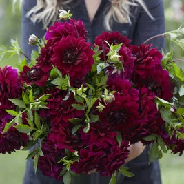 Dahlia Admiral Rawlings (x 35)