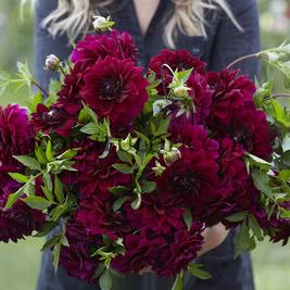 Dahlia Admiral Rawlings (x 35)