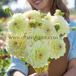Dahlia Alloway Cottage (x 35)
