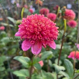 Dahlia Alyshia (x 35)