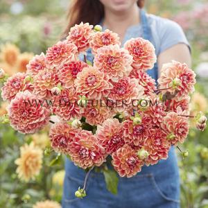 Dahlia All That Jazz (x 35)