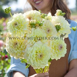 Dahlia Alloway Cottage (x 35)