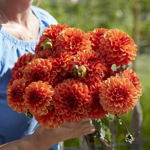 Dahlia American Sunset (x 35)