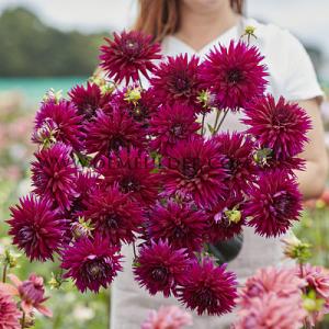 Dahlia Ambition (x 35)