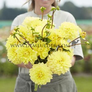 Dahlia American Sun (x 35)