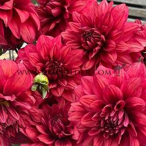 Dahlia Amarone (x 35)
