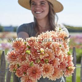 Dahlia Apricot Desire (x 35)