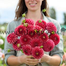 Dahlia Ariston (x 35)