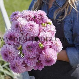 Dahlia Bazuin Lavender (x 35)