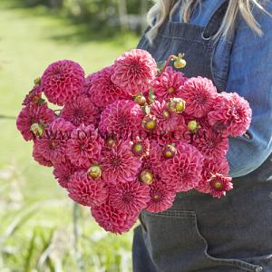 Dahlia Bazuin Pink (x 35)