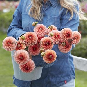 Verpakte Dahlia Ball Dahlia Bazuin® Salmon Orange (x 35)