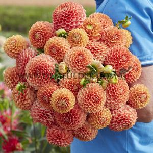 Dahlia Beatrice (x 35)