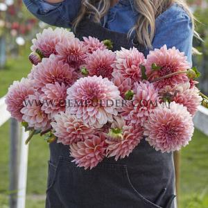Dahlia Beauty Queen (x 35)