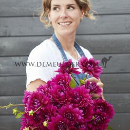 Dahlia Berner-oberland (x 35)