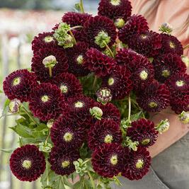 Dahlia Black Pierre (x 35)