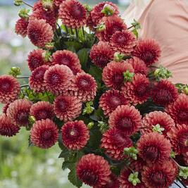 Dahlia Brown Sugar (x 35)