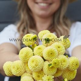 Dahlia Buttercup (x 35)