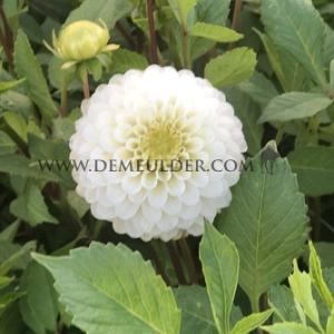 Dahlia Caro (x 35)